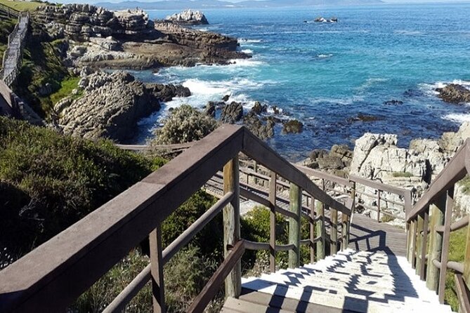 Cape Agulhas Full Day Private Tour - Timing For Whales, Wine, And Penguins: Best Month Strategy