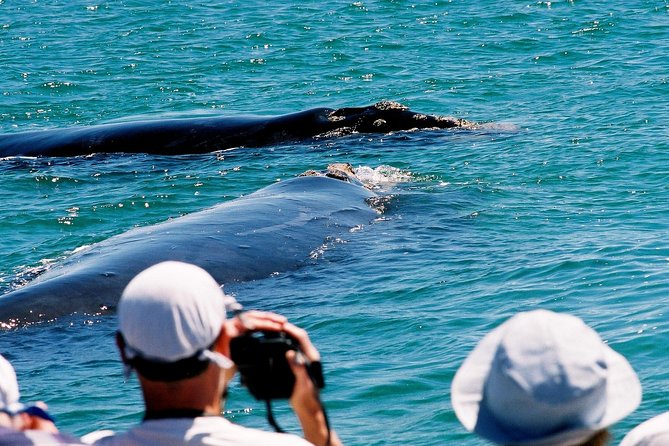Cape Agulhas Full Day Private Tour from Cape Town - Cape Agulhas: The day trip that makes the long drive feel earned
