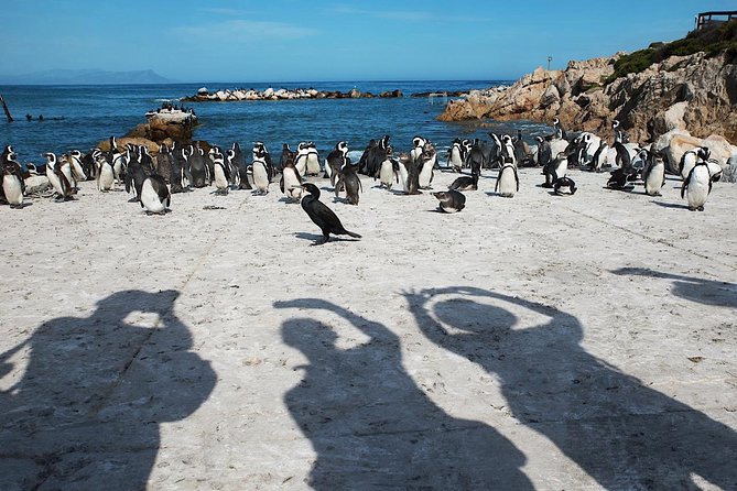 Cape Agulhas Full Day Private Tour from Cape Town - Who this tour fits best (and who should think twice)