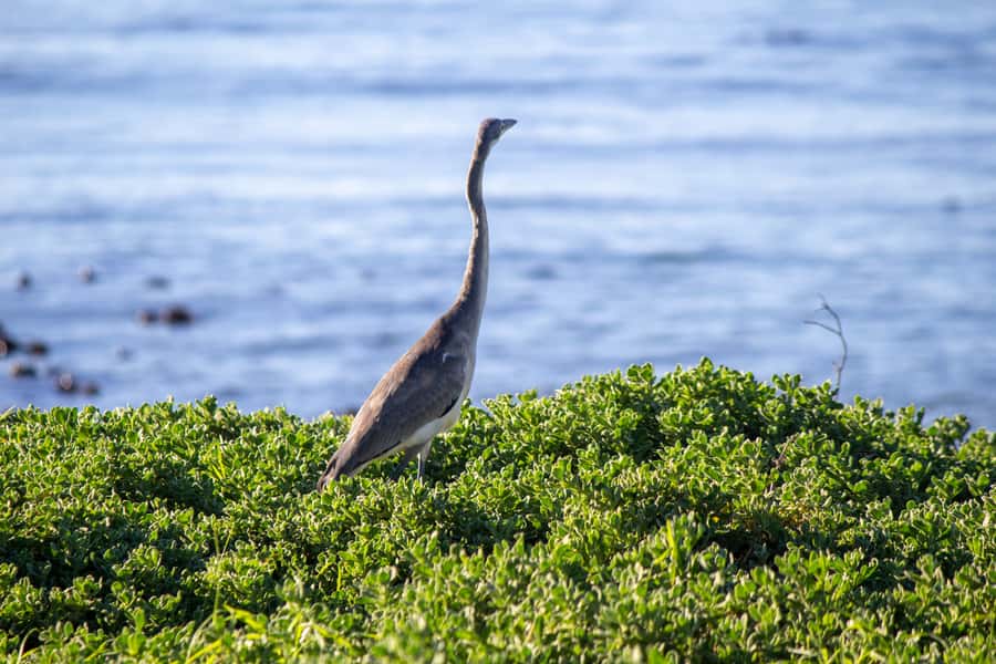 Cape Agulhas, Hermanus & Stoney point Penguins full Day Tour - Elim, the Moravian town from 1824, and why it feels calmer