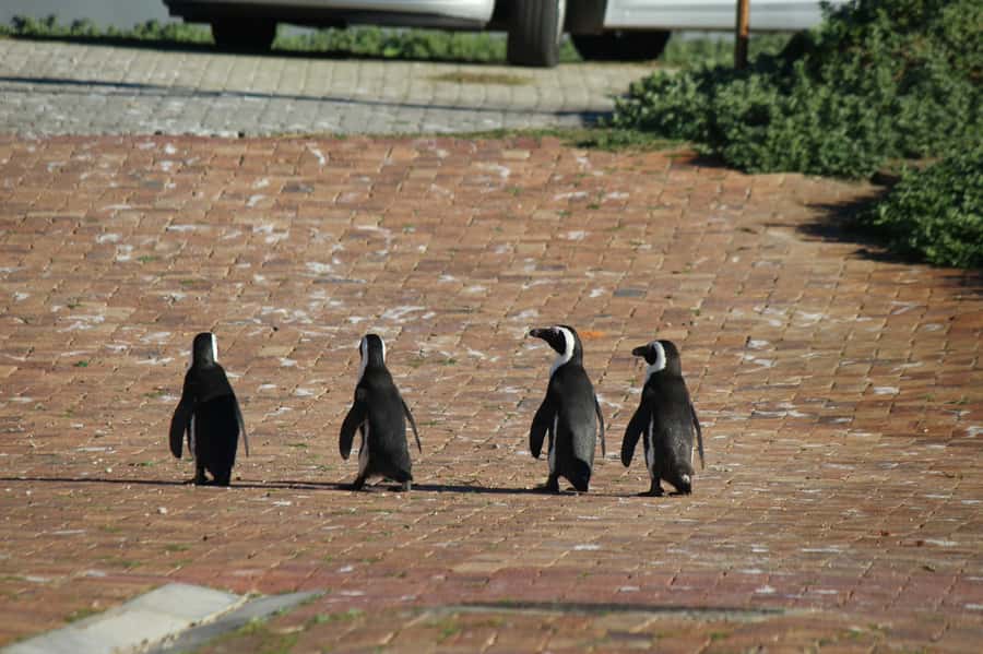 Cape Agulhas, Hermanus & Stoney point Penguins full Day Tour - Who this tour fits best (and who might want a different plan)