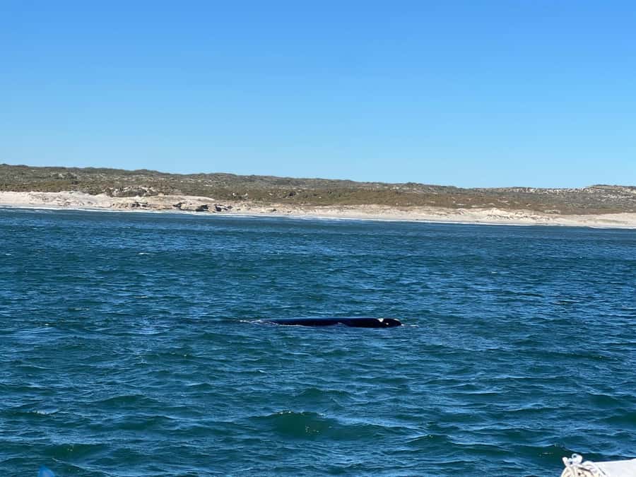 Cape Agulhas, Hermanus whales & Wine Tasting Day Trip - Key things to know before you go