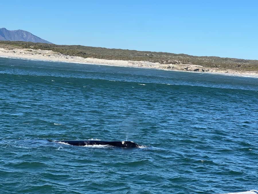 Cape Agulhas, Hermanus whales & Wine Tasting Day Trip - A 6:30 AM start that pays off at Cape Agulhas