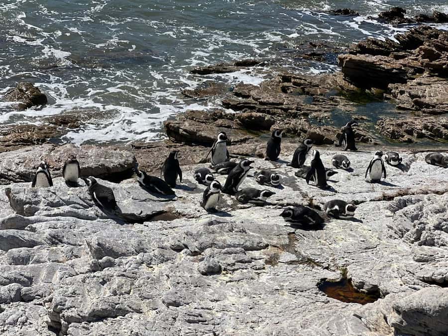 Cape Agulhas, Hermanus whales & Wine Tasting Day Trip - Stony Point penguins: small bodies, big energy