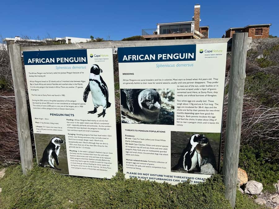 Cape Agulhas, Hermanus whales & Wine Tasting Day Trip - Hermanus whale watching for Southern Right Whales (seasonal reality)