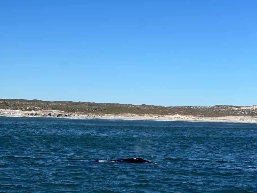 Cape Agulhas, Hermanus whales & Wine Tasting Day Trip - Logistics, comfort, and packing tips for a smooth 10-hour day
