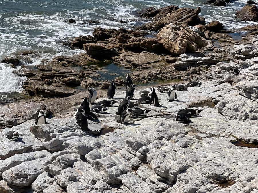 Cape Agulhas, Hermanus whales & Wine Tasting Day Trip - Value check: is $264 fair for this Cape Town to coast to Winelands day?