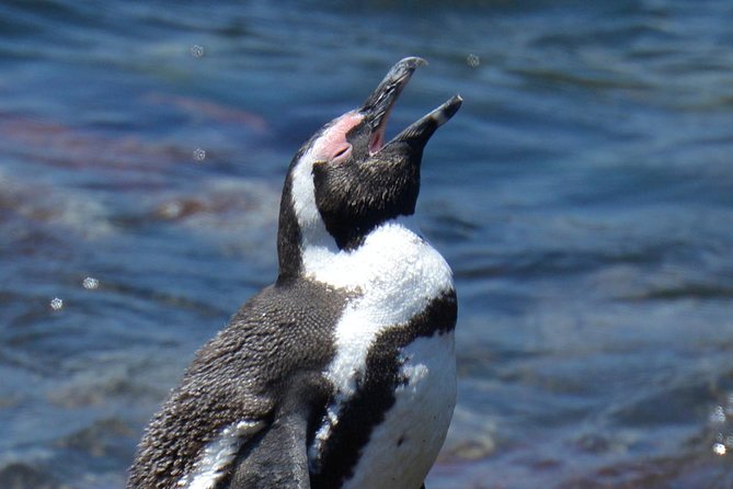 Cape Agulhas | Stony Point Nature Reserve - Cape Agulhas, where the southern tip feels real