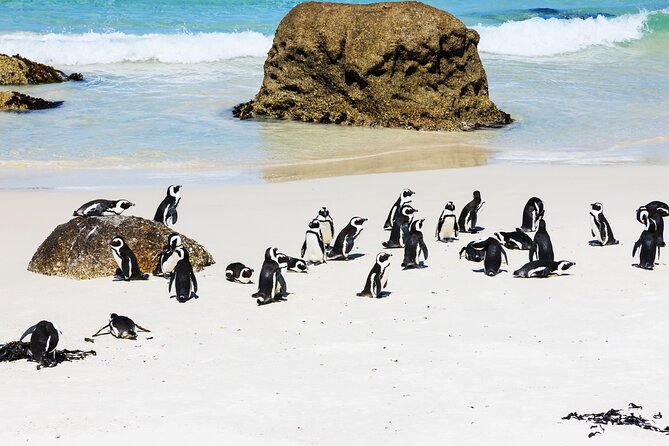 Cape of Good Hope and Boulders Beach Group Tour in Cape Town - Boulders Beach Penguin Colony: Up Close, With Separate Entry Fees