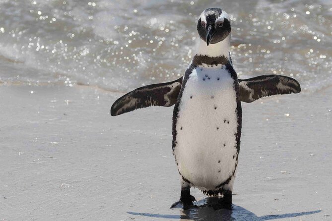 Cape of Good Hope and Boulders Beach Group Tour in Cape Town - Cape of Good Hope Plus Cape Point: Oceans Meet and the Views Deliver