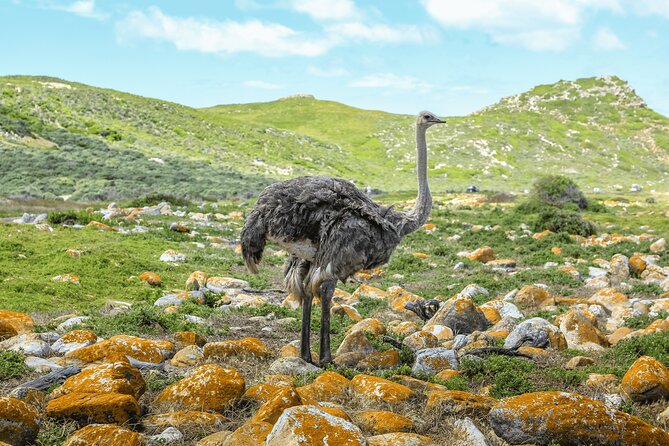 Cape of Good Hope and Boulders Beach Group Tour in Cape Town - Hout Bay for Sea Life Mood, With the Seal Island Option