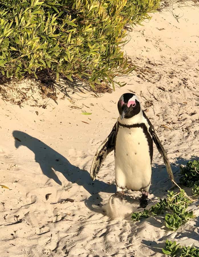 Cape of Good Hope and Penguins Full-Day Private Tour - Muizenberg Beach Huts on the return, then back to Cape Town