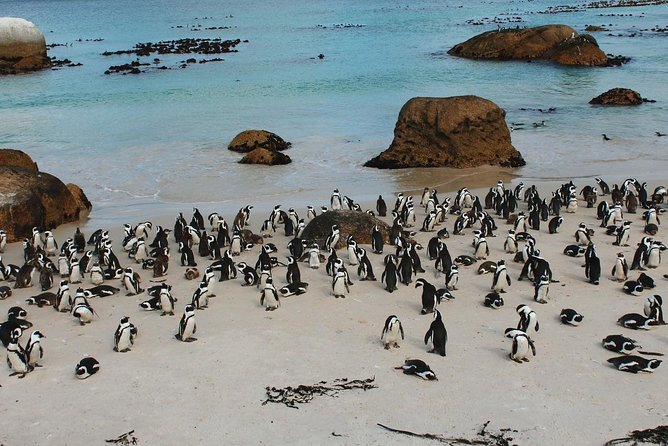 Cape Of Good Hope and Penguins Full Day Small Group Tour from Cape Town - Atlantic Seaboard viewpoints: Camps Bay and Maiden’s Cove