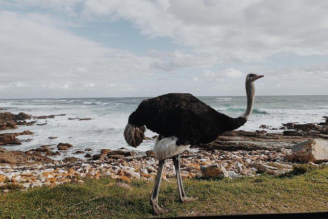 Cape Of Good Hope and Penguins Full Day Small Group Tour from Cape Town - Chapmans Peak Drive: where the road becomes the attraction