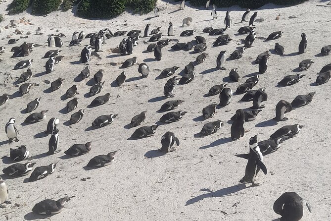 Cape of Good Hope and Penguins Full Day Tour from Cape Town - Key Points You Should Know Before You Go