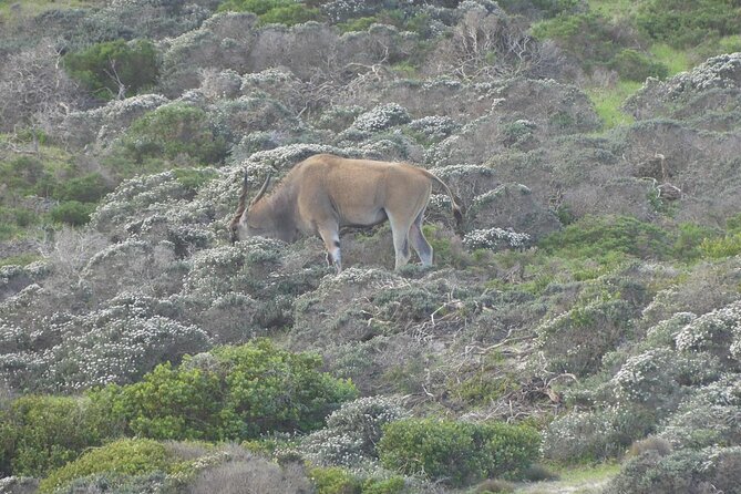 Cape of Good Hope and Penguins Full Day Tour from Cape Town - Cape Point Nature Reserve: Where Walking Boots Might Matter