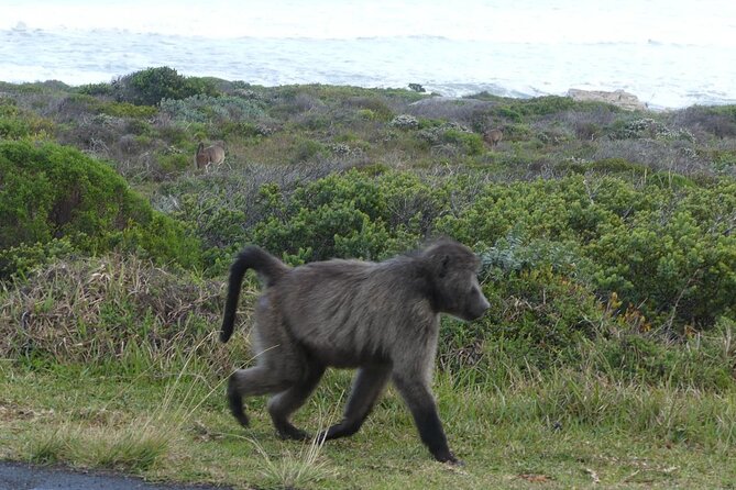 Cape of Good Hope and Penguins Full Day Tour from Cape Town - Cape of Good Hope: The Famous Headland Hour