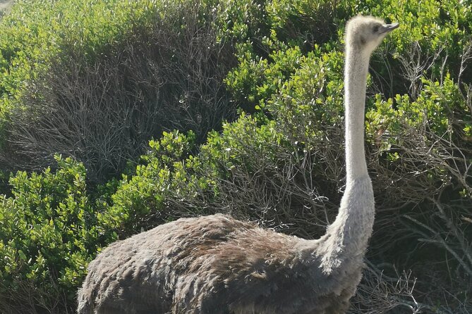 Cape of Good Hope and Penguins Full Day Tour from Cape Town - Boulders Beach Penguin Colony: The Standout Moment
