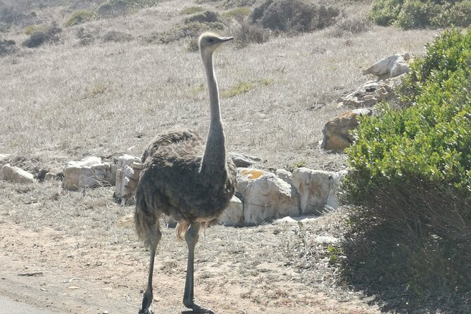 Cape of Good Hope and Penguins Full Day Tour from Cape Town - Price and Value: What the $38 Gets You