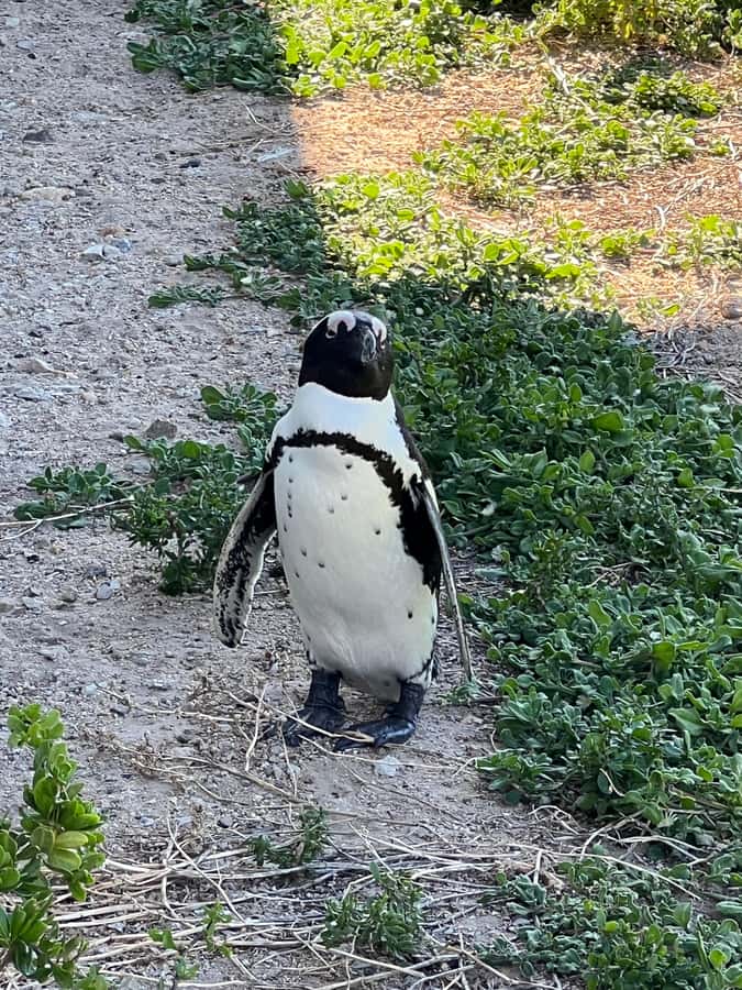 Cape of Good Hope and Penguins Private Tour with Entry Fees - Boulders Penguin Colony: up close with African penguins