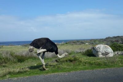 Cape of Good Hope and Penguins – Small Group – Full day