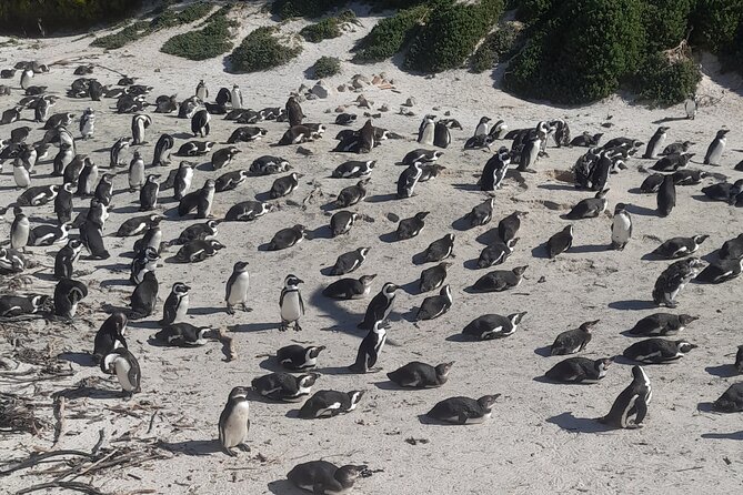 Cape of good hope and penguins small group Tours - Bo-Kaap, Bantry Bay Drive, Camps Bay: The Cape Town Warm-Up That Actually Helps