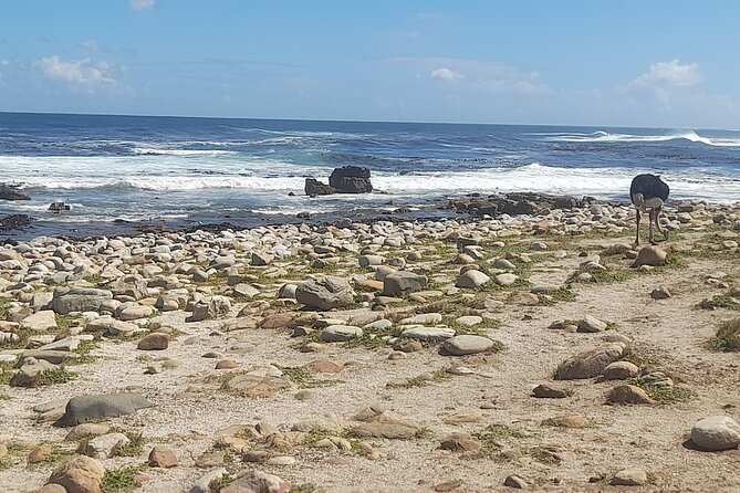 Cape of good hope and penguins small group Tours - Chapman’s Peak Drive: The 15-Minute Viewpoint That Gets You Your Postcard