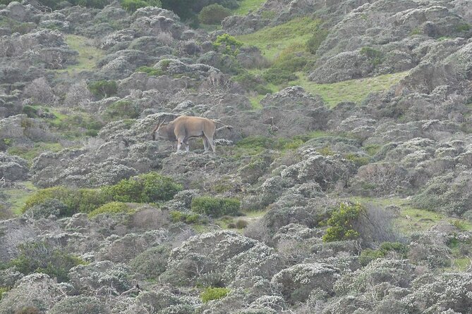 Cape of good hope and penguins small group Tours - Cape Point Nature Reserve: Lighthouse Walk, Wildlife Scope, and Coastal Drama