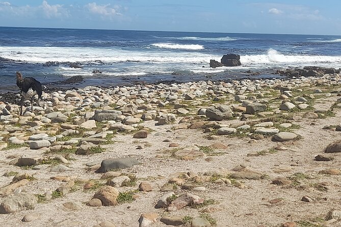 Cape of good hope and penguins small group Tours - Cape of Good Hope: One Hour of Cliffs, Flora, and Ocean Views
