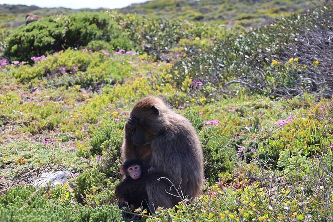 Cape Of Good Hope and Table Mountain Day Trip from Cape Town parks fees include - Cape of Good Hope reserve and the Cape Point area