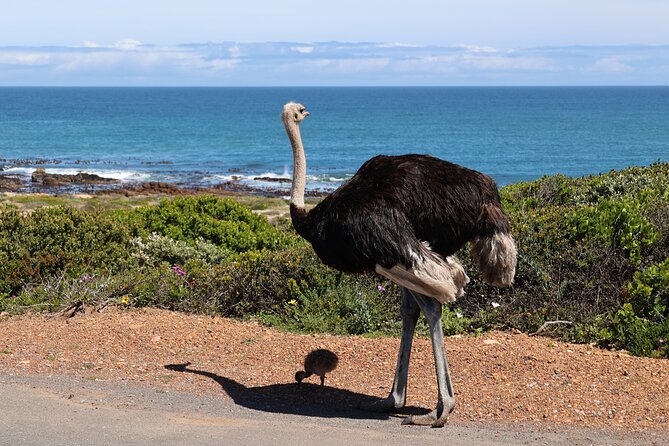 Cape Of Good Hope and Table Mountain Day Trip from Cape Town parks fees include - Boulders Beach penguins without turning it into a sprint