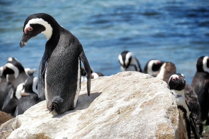 Cape Of Good Hope and Table Mountain Day Trip from Cape Town parks fees include - Pickup, timing, and how the day flows