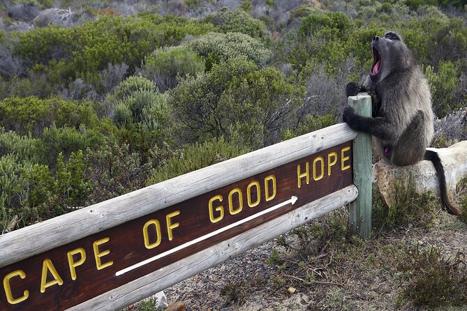 Cape of Good Hope & Boulder Penguins Full-Day Tour from Cape Town - Cape Town pickup, Bo-Kaap color, then you’re out of the city