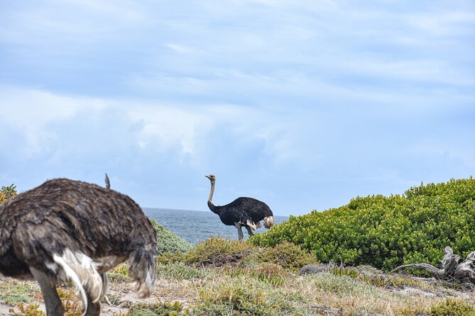 Cape of Good Hope & Boulder Penguins Full-Day Tour from Cape Town - Price and value: why $48.89 can make sense for a 9-hour Cape day