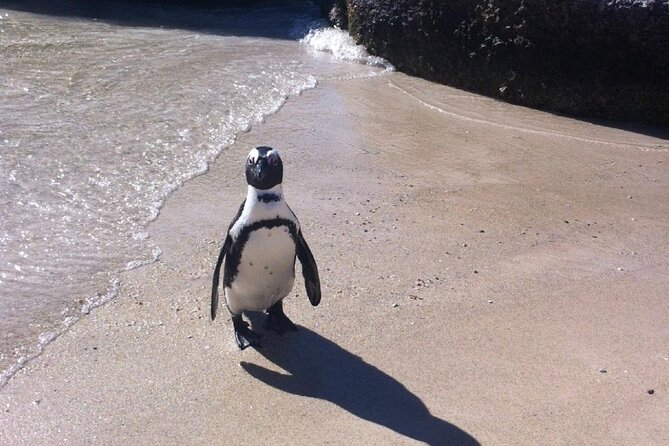 Cape of Good Hope, Boulders Beach Penguins and Wine (Traveler's Choice Award) - Spier Wine Farm near Stellenbosch: a guided tasting-friendly finale