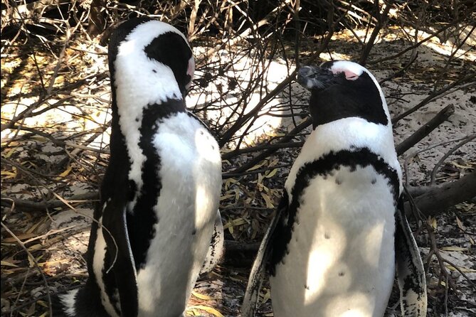 Cape of Good Hope, Boulders Beach Penguins and Wine (Traveler's Choice Award) - Pickup in Cape Town: your day starts when you are ready