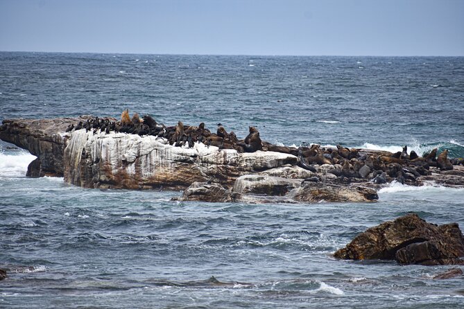 Cape of Good Hope & Boulders Beach Private Tour (Including Lunch) - Chapman’s Peak Drive and Hout Bay: the coastline with personality