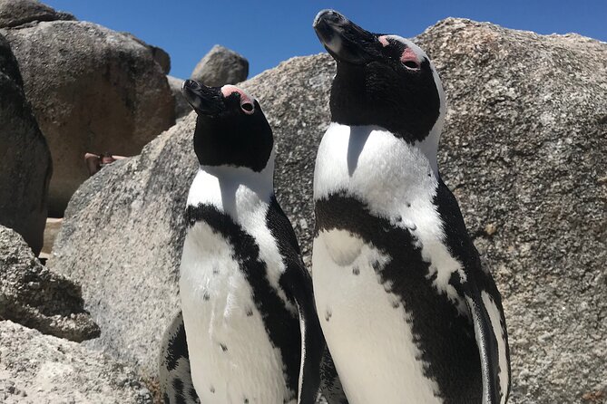 Cape of Good Hope Cape Point for groups - Price and logistics: what the $69.24 covers, and what adds up