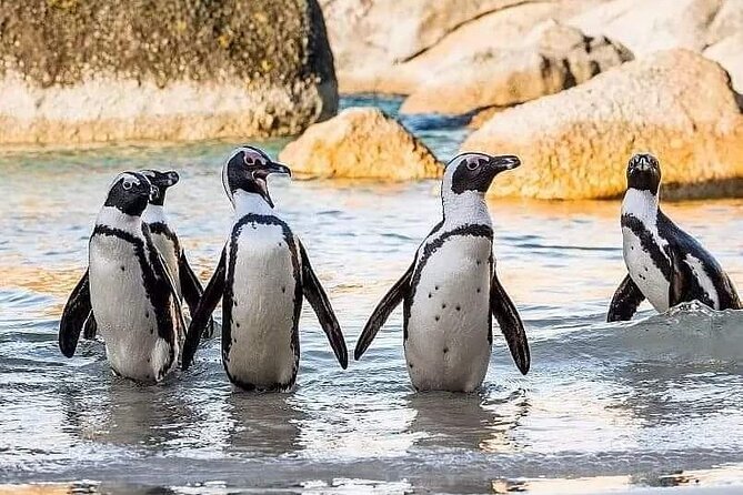Cape of Good Hope, Cape Point, Penguins & Bo Kaap Full-Day Tour - Simon’s Town Lunch Option: Flexibility Without Pressure