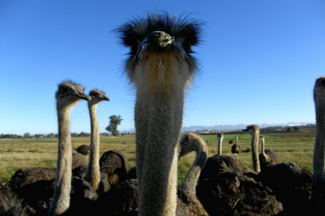 Cape of Good Hope, Cape Point & Penguins Private Afternoon Tour - Cape Point Ostrich Farm stop, plus real farm questions