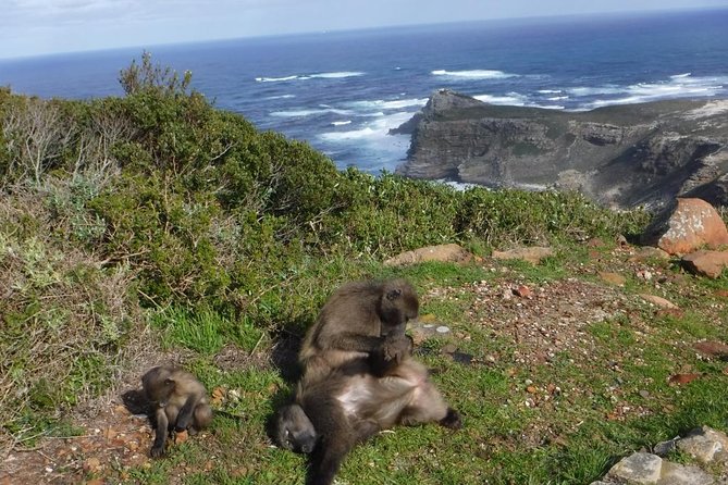 Cape of Good Hope, Cape Point & Penguins Private customizable Full Day Tour - A 9-hour route with a smart early start from Cape Town