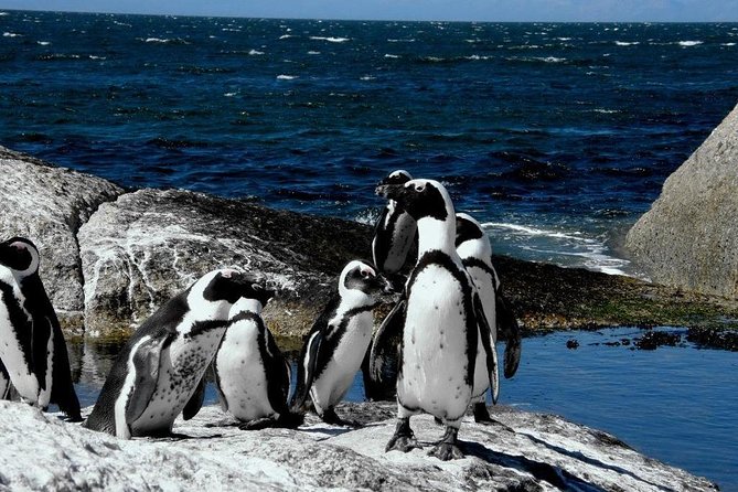 Cape of Good Hope, Cape Point & Penguins Private customizable Full Day Tour - Boulders Beach penguins, boardwalk rules, and close-up thrills