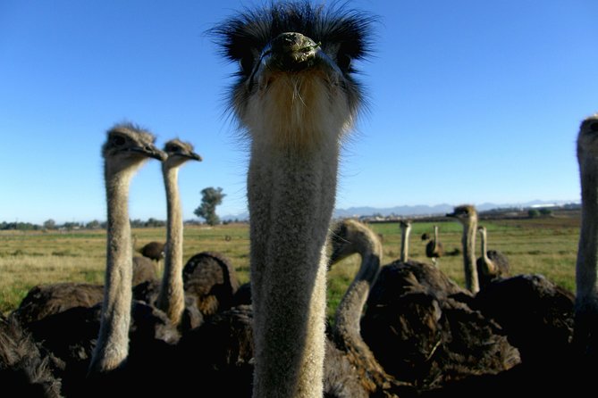 Cape of Good Hope, Cape Point & Penguins Private customizable Full Day Tour - Price and value: what’s included, what costs extra