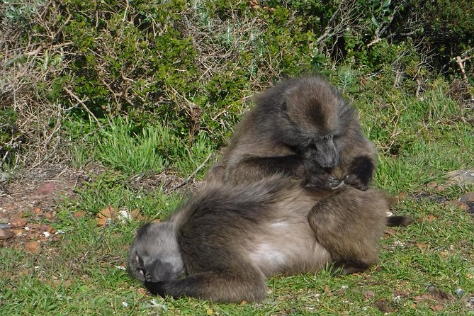 Cape of Good hope, Cape Point & Penguins, Private Morning Tour - Cape of Good Hope and Cape Point: two viewpoints, one mindset
