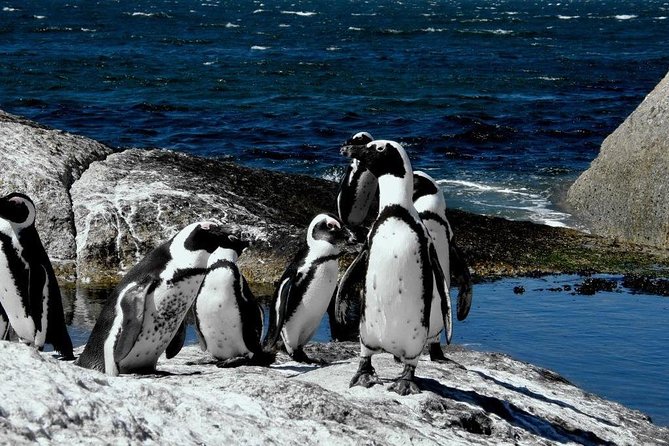 Cape of Good hope, Cape Point & Penguins, Private Morning Tour - Boulders Beach penguins: the best payoff usually comes late