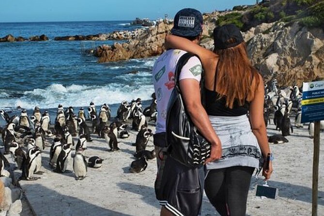 Cape of Good Hope-Cape Point - Penguins Private Tour Cape Town - Vehicle Comfort, Small-Group Sense, and Why It Matters