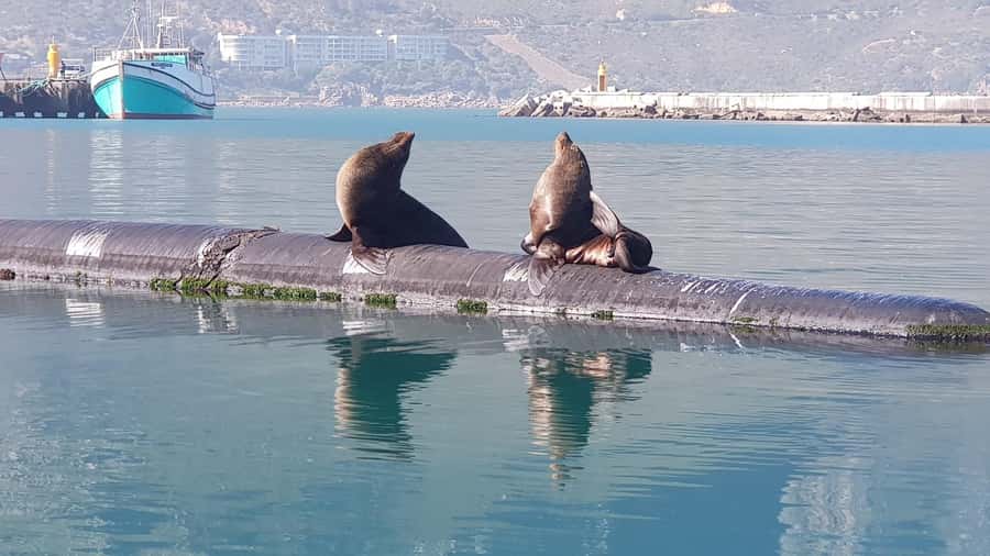 Cape of Good Hope, Chapman's Peak Drive, Penguins , Seals - Guide Style Matters: Why This Day Feels Smooth