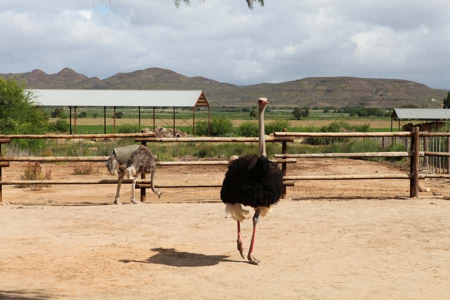 Cape of Good Hope Full-Day Private Tour - Kalk Bay and Muizenberg: quick hits on the way back