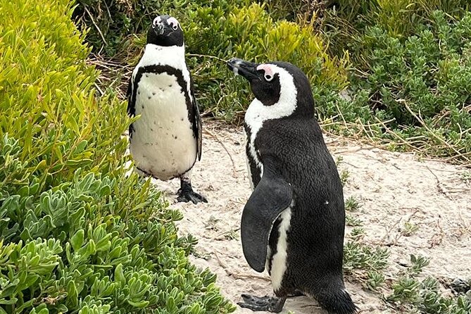 Cape of Good Hope, Penguins and Sightseeing tour - Camps Bay and Chapman’s Peak Drive, the view-maker combo