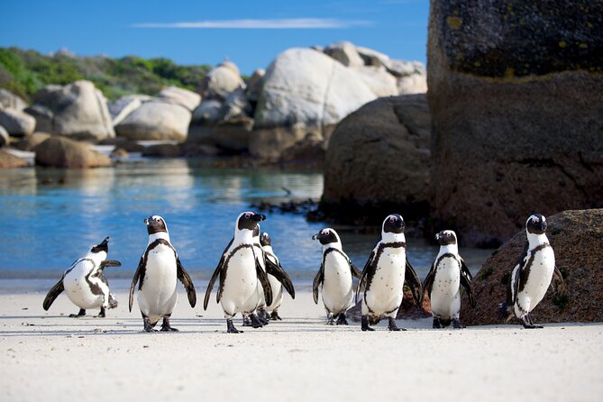 Cape of Good Hope & Penguins Full Day Tour From (The Mother City) Cape Town. - A South Africa Day Trip That Packs Cape Point and Penguins